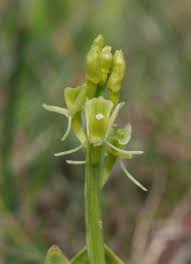 Attēlu rezultāti vaicājumam “Liparis loeselii bud”