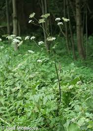 Attēlu rezultāti vaicājumam “Chaerophyllum aromaticum fruit”