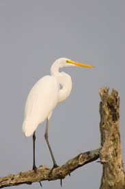 Attēlu rezultāti vaicājumam “Egretta alba”
