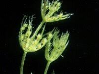 Attēlu rezultāti vaicājumam “Chara hispida”