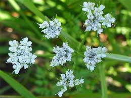 Attēlu rezultāti vaicājumam “Oenanthe aquatica flower”