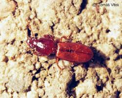 Attēlu rezultāti vaicājumam “Clivina fossor”