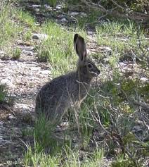 Attēlu rezultāti vaicājumam “Lepus sp.”