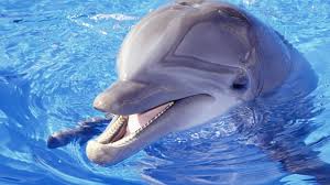Afbeeldingsresultaat voor dolfijnen