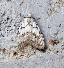 Attēlu rezultāti vaicājumam “Nola confusalis”