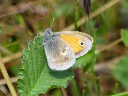 Attēlu rezultāti vaicājumam “Seligeria donniana sporophyte”