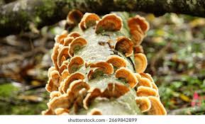 Attēlu rezultāti vaicājumam “Amaurochaete atra macro”