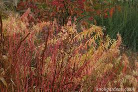Attēlu rezultāti vaicājumam “Euphorbia palustris”