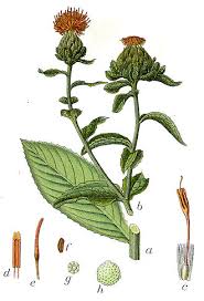 Image result for Carthamus tinctorius