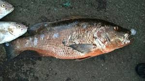 Image result for Lutjanus cyanopterus