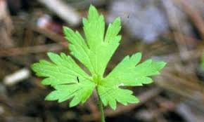 Attēlu rezultāti vaicājumam “Ranunculus repens leaf”