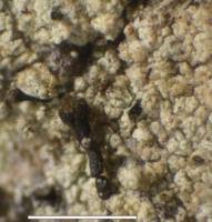 Attēlu rezultāti vaicājumam “Chaenotheca ferruginea”