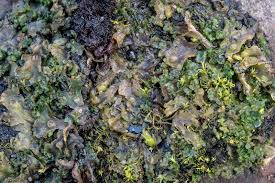 Attēlu rezultāti vaicājumam “Blasia pusilla sporophyte”