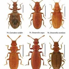 Attēlu rezultāti vaicājumam “Dienerella elongata”