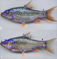 Attēlu rezultāti vaicājumam “Stenotus binotatus female”