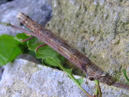 Attēlu rezultāti vaicājumam “Crocallis elinguaria larva”