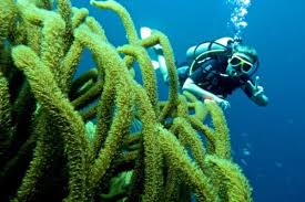 Image result for Duchy Divers