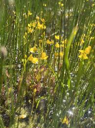 Attēlu rezultāti vaicājumam “Utricularia intermedia flower”