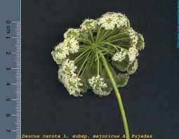 Attēlu rezultāti vaicājumam “Daucus carota subsp. carota”