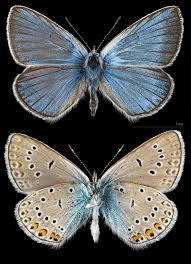 Attēlu rezultāti vaicājumam “Agrodiaetus amandus male”