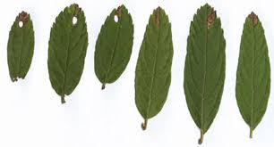 Attēlu rezultāti vaicājumam “Incurvaria praelatella”