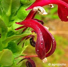 Attēlu rezultāti vaicājumam “Lobeliaceae”