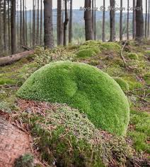Attēlu rezultāti vaicājumam “Leucobryum juniperoideum”