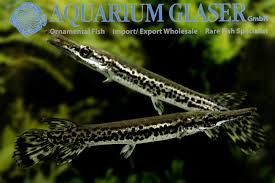 Image result for Atractosteus spatula