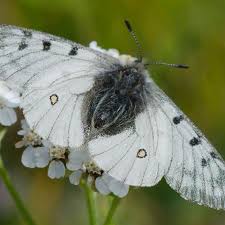 Attēlu rezultāti vaicājumam “Parnassius mnemosyne upperside”