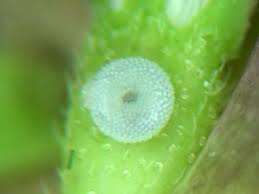 Attēlu rezultāti vaicājumam “Maculinea alcon eggs”