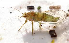 Attēlu rezultāti vaicājumam “Psylla alni”