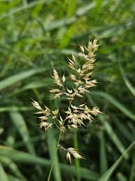 Attēlu rezultāti vaicājumam “Holcus mollis”