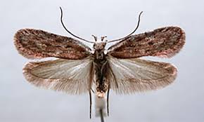 Attēlu rezultāti vaicājumam “Depressaria olerella imago”