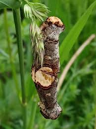 Attēlu rezultāti vaicājumam “Phalera bucephala imago”