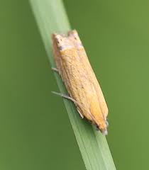 Attēlu rezultāti vaicājumam “Lathronympha strigana”