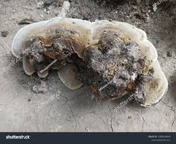 Attēlu rezultāti vaicājumam “Trametes suaveolens”