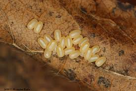 Attēlu rezultāti vaicājumam “Erannis defoliaria”