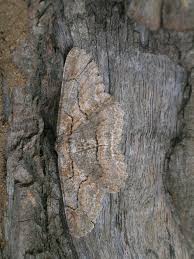 Attēlu rezultāti vaicājumam “Hypomecis punctinalis”