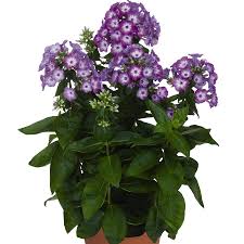 Image result for Phlox paniculata `Bright Eyes`