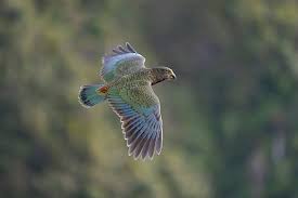 Attēlu rezultāti vaicājumam “Zicrona caerulea nymph”