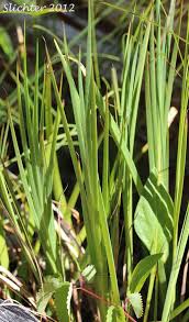 Attēlu rezultāti vaicājumam “Juncus articulatus”