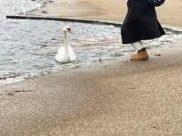 Image result for South Yorkshire Swans