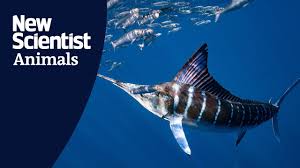 Image result for Kajikia albida