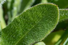 Attēlu rezultāti vaicājumam “Leontodon hispidus leaf”