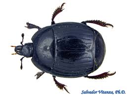 Attēlu rezultāti vaicājumam “Histeridae”