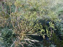 Attēlu rezultāti vaicājumam “Peucedanum palustre fruit”