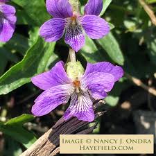Attēlu rezultāti vaicājumam “Viola epipsila flower”