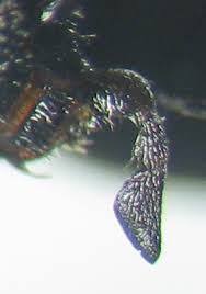 Attēlu rezultāti vaicājumam “Mordella sp.”