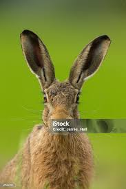 Attēlu rezultāti vaicājumam “Lepus europaeus adult”