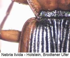 Attēlu rezultāti vaicājumam “Nebria livida”